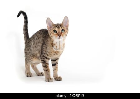 Gattino con capelli lisci e purebred su sfondo bianco Foto Stock