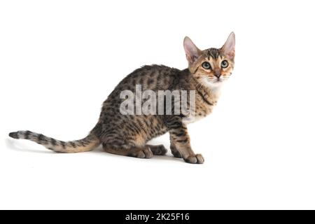 Gattino con capelli lisci e purebred su sfondo bianco Foto Stock