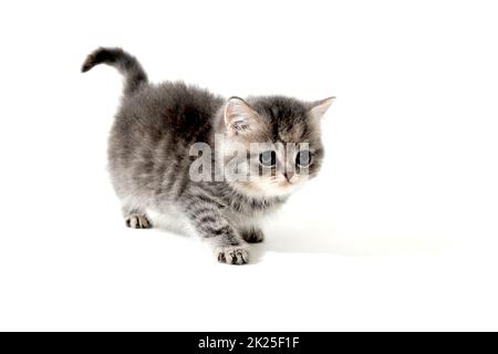 Gattino grigio soffice su sfondo bianco Foto Stock