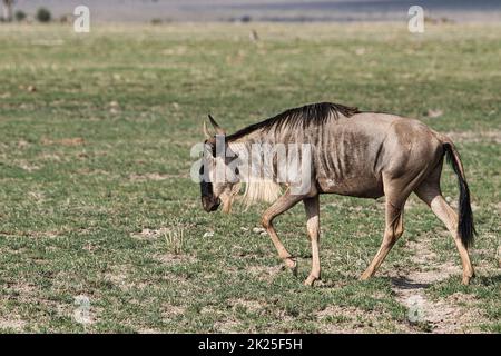 La più selvaggia nel Parco Nazionale Tsavo Est, Tsavo Ovest e Amboseli in Kenya Foto Stock