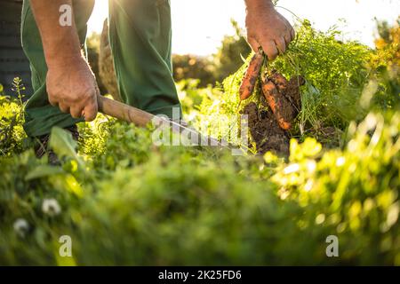 Giardiniere senior giardinaggio nel suo giardino permaculture - raccolta carote Foto Stock