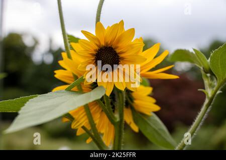 Bellissimi girasoli gialli in un giardino Foto Stock