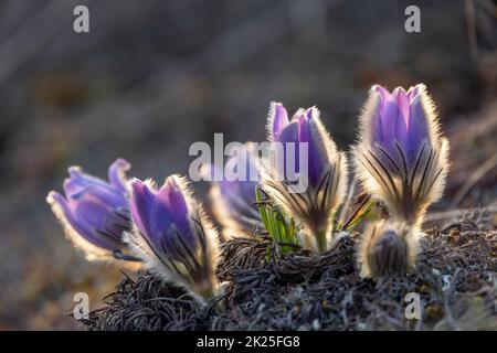 Pasque Flower, Parco Nazionale Podyji, Moravia Meridionale, Repubblica Ceca Foto Stock