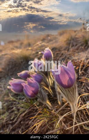 Pasque Flower, Parco Nazionale Podyji, Moravia Meridionale, Repubblica Ceca Foto Stock