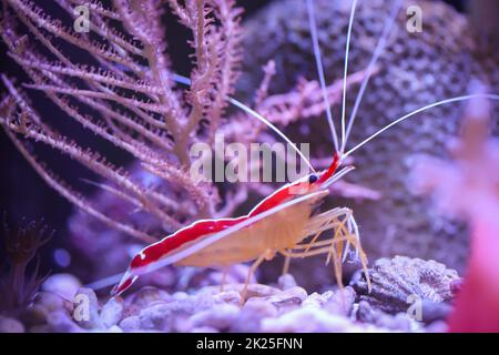 Un gambero a nastro bianco in un acquario di acqua salata. Foto Stock