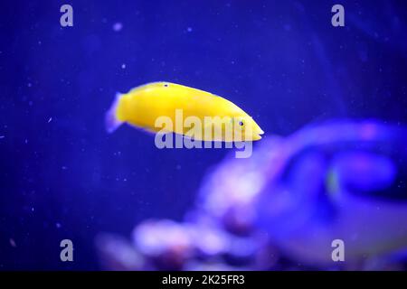 Un wrasse giallo nell'acquario di acqua salata. In caso di pericolo, spariscono nella sabbia, il fondo del terreno. Foto Stock