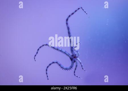 Una stella di serpente con i suoi sei tentacoli sul disco di un acquario di acqua salata. Foto Stock