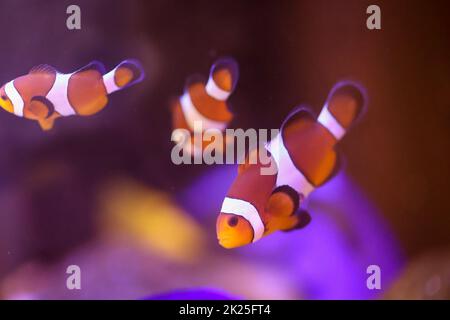 Ritratto di un anemonefish in acquario, Nemo in acquario. Foto Stock