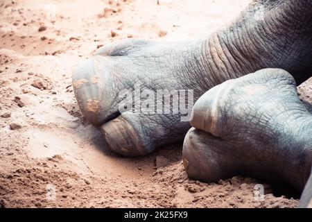 Rinoceronti bianchi allo zoo di Palmyre Foto Stock