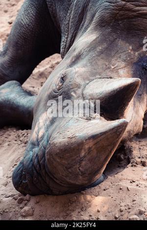 Rinoceronti bianchi allo zoo di Palmyre Foto Stock