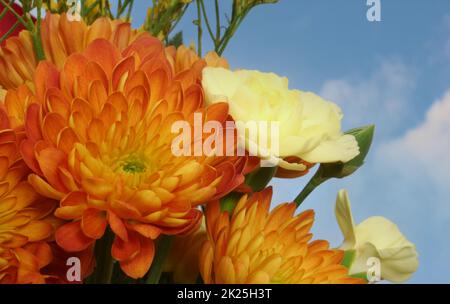 Fiori autunnali su sfondo cielo blu primo piano Foto Stock