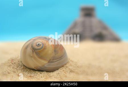 Conchiglia marina con piramide, profondità di campo poco profonda Foto Stock