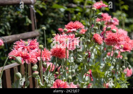 Papavero fritto rosso, Papaver lacinatum (Chrimson Feathers) e il suo bel fiore. Foto Stock