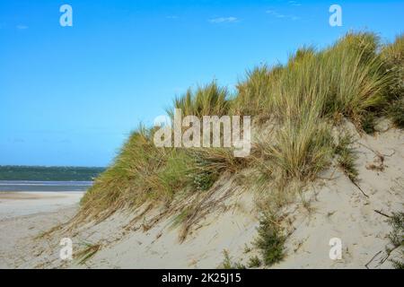 Le dune di sabbia con erba spiaggia sul Mare del Nord Foto Stock