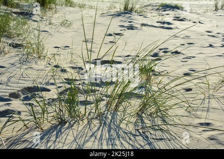 Dune erba nella sabbia sulla spiaggia Foto Stock