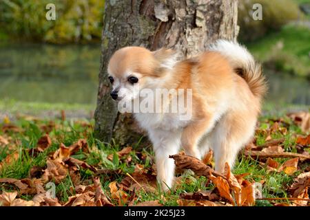 Cane Chihuahua in natura Foto Stock