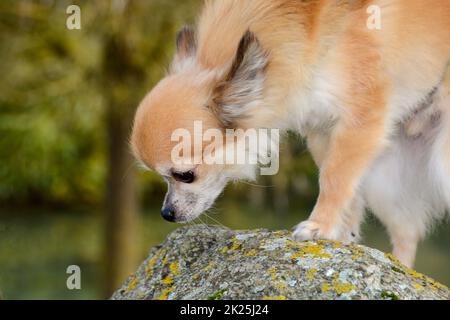 Cane Chihuahua in natura Foto Stock