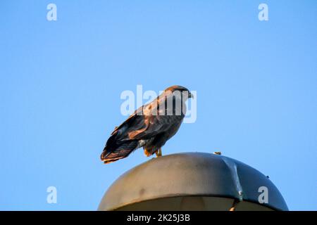 Una poiana su una lanterna guarda il suo territorio. Foto Stock