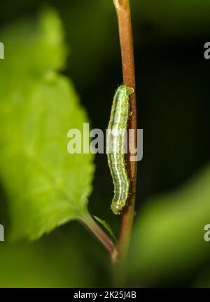 Un bruco, larva di una farfalla su una pianta. Foto Stock