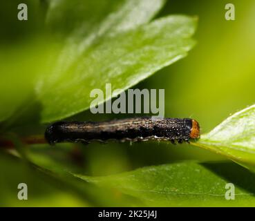 Un bruco, larva di una farfalla su una pianta. Foto Stock