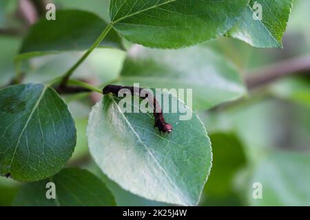 Un bruco, larva di una farfalla su una pianta. Foto Stock