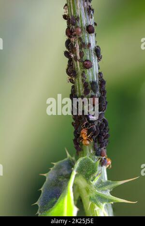 Un sacco di afidi scuri su una pianta di cardo e una formica che vuole latte. Foto Stock