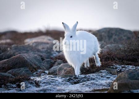 La lepre artica si delimita attraverso rocce sulla tundra Foto Stock