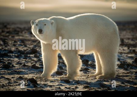 L'orso polare retroilluminato sta fissando la tundra Foto Stock