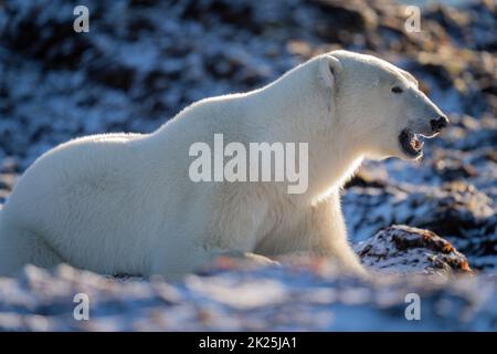 Primo piano della bocca di apertura dell'orso polare Foto Stock