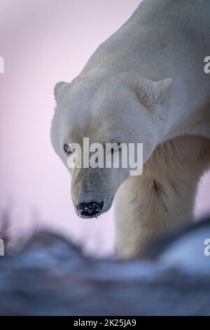 Primo piano dell'orso polare con museruola innevata Foto Stock
