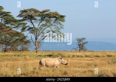 Rinoceronte bianco - Parco Nazionale del Lago Nakuru Foto Stock