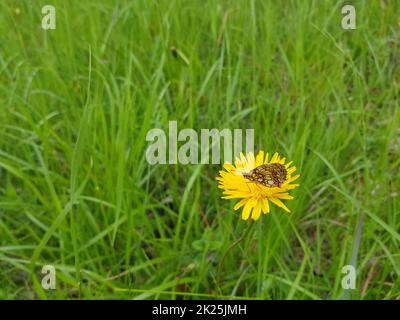 Un colpo di closeup di una farfalla seduta su un fiore giallo Foto Stock