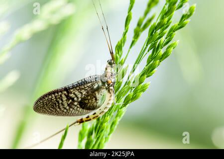 Un primo piano di una farfalla seduta su un verde pianta Foto Stock