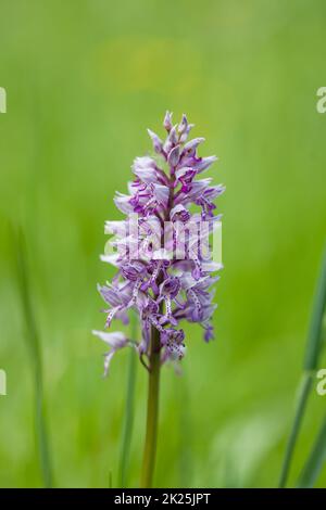 Un primo piano di una bella palude-orchidea del Sud sotto la luce del sole Foto Stock