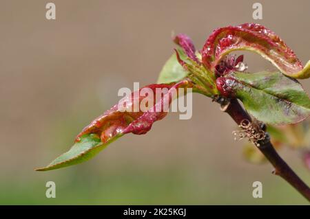 blister di pesca su un albero di nettarina Foto Stock