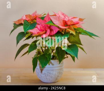 Fiore poinsettia in vaso Foto Stock
