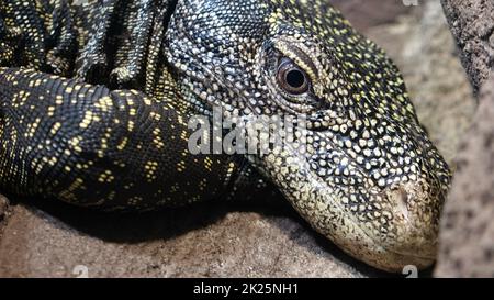 Particolare della testa di varanus salvadorii Foto Stock