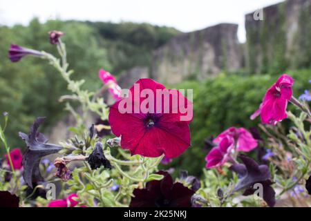 Belle petunia rosa in giardino Foto Stock