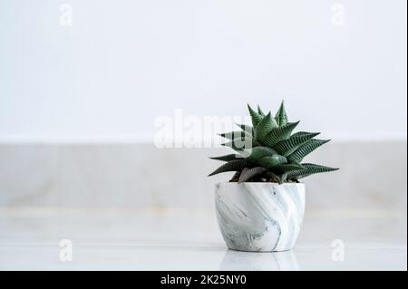 Horthia limifolia Marloth un albero usato per la decorazione in una casa su sfondo bianco Foto Stock