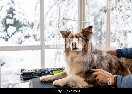 Border Collie è rifinito sdraiato sul tavolo per la cura del corpo. Foto Stock