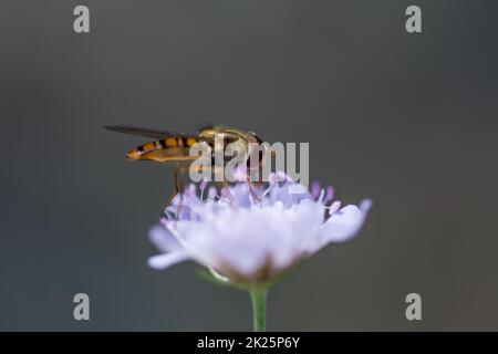 Macro shot di un'ape che raccoglie nettare e polline da un fiore viola Foto Stock