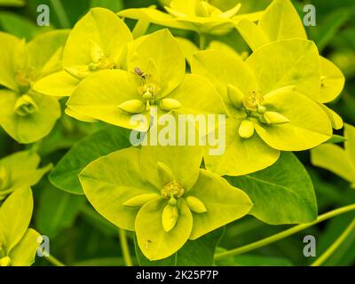 Fiori gialli di spurge del cuscino, epitimoidi di Euphorbia Foto Stock