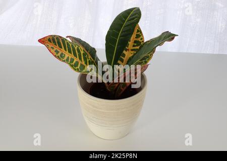 Una pianta di Croton in una pentola bianca su un tavolo bianco Foto Stock