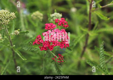 Primo piano di Yarrow pianta fioritura nel giardino Foto Stock