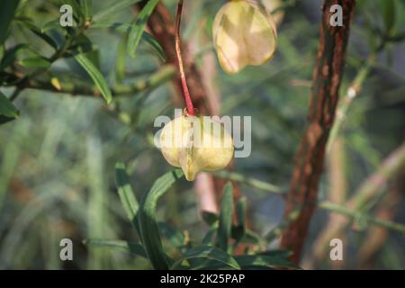 Piccole capsule di seme su un Bush Burning Foto Stock
