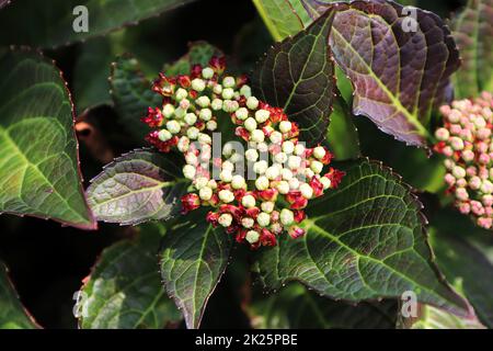 Germogli di fiori rosa e verde su una pianta di Hydrangea Foto Stock