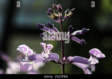 Primo piano di fiori viola su una pianta di Spurflower Foto Stock