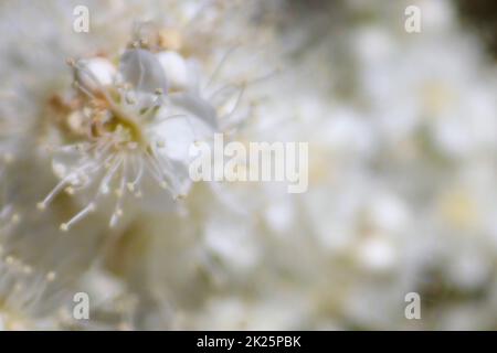 Sfondo astratto di Falso Spirea Fiori bianchi Foto Stock