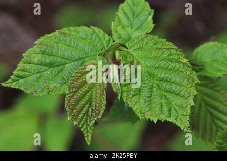 Foglie nuove che germogliano su un albero di nocciole selvatiche Foto Stock