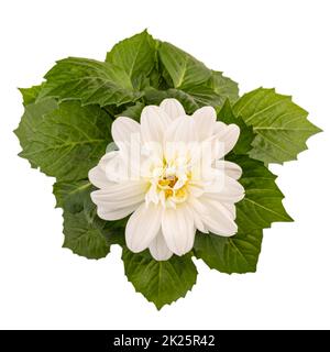 Vista dall'alto del fiore bianco di dahlia Foto Stock